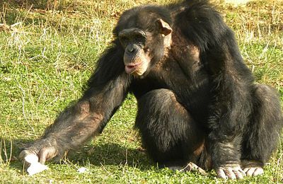 Le nourrissage des chimpanzés...
