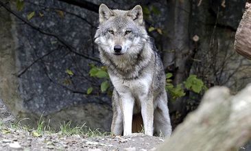 Les loups sont libres, pas comme les hommes ... 