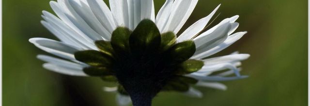 Pâquerette (1) - Bellis perennis