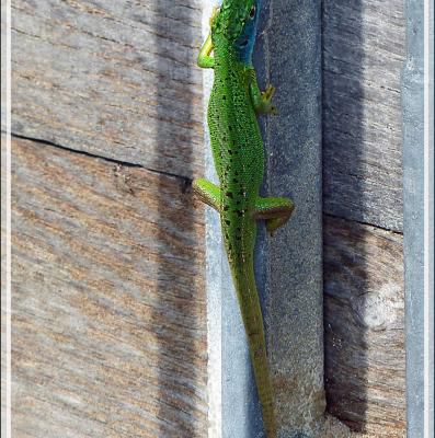 Lézard vert occidental (Lacerta bilineata) mâle - La Couarde-sur-Mer - Ile de Ré - 17