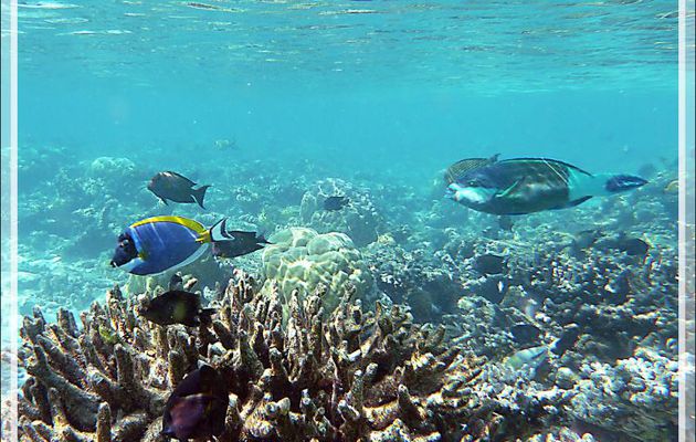Aquarium - Moofushi - Atoll d'Ari - Maldives