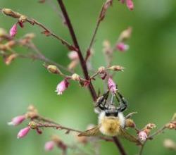 Et si j'étais un bourdon  !