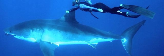 Cette plongeuse entame une véritable danse avec un requin blanc - VIDEO ET DIAPORAMA