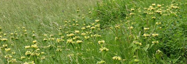 Phlomis russeliana  -  phlomis de Russel