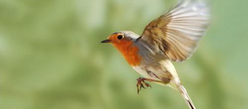 Oiseau.