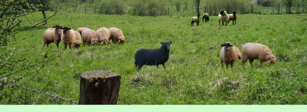 Les moutons noirs d'Augusto Monterroso - citation en image