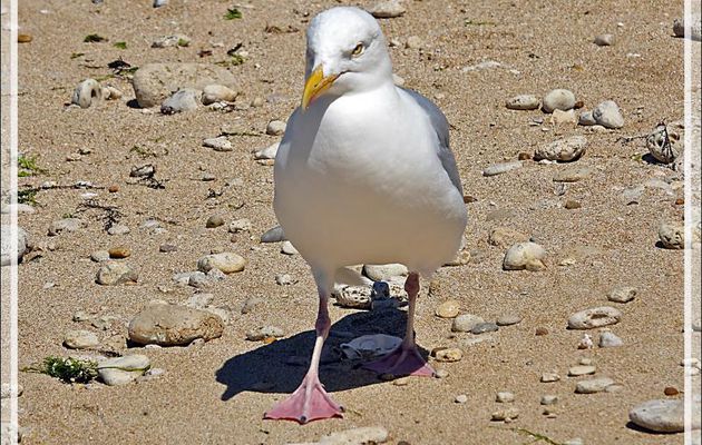 Goéland argenté, European Herring Gull (Larus argentatus) - Saint-Clément-des-Baleines - Ile de Ré - 17