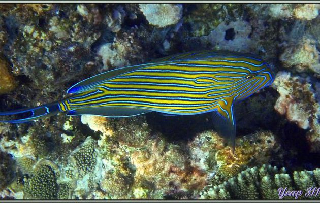 Poisson-chirurgien clown ou à lignes bleues ou zèbre (Acanthurus lineatus) - Anse Takamaka - Mahé - Seychelles