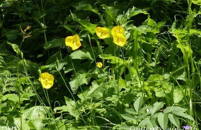 Papaver cambricum  -  pavot du Pays de Galles