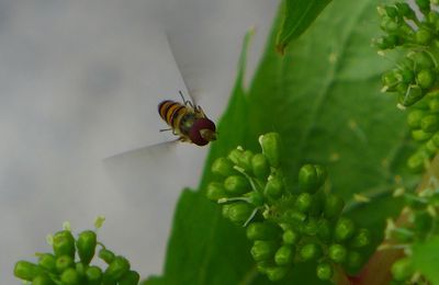 Des "mini abeilles" sur mon cep de vigne...