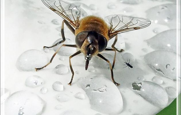 Mouche syrphe Eristale à rayures fines (Eristalis lineata) sur fleur d'arum après la pluie - Lartigau - Milhas - 31