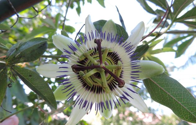 ma fleur de passiflore