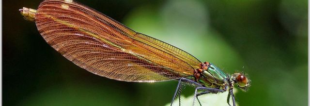 Caloptéryx Vierge (3) - Calopteryx virgo