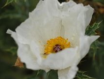 Ciste blanc