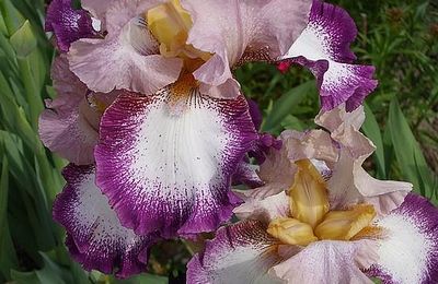 Iris était l'Arc en ciel lui-même....