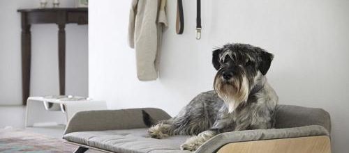 Hundeseng på ben