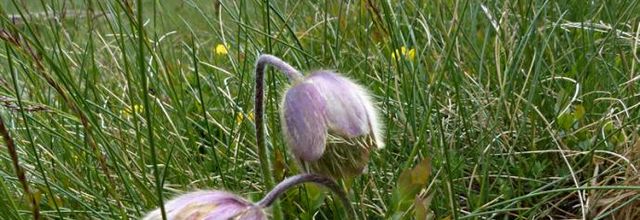 Anemone vernalis = Pulsatille vernalis  -  pulsatille printanière