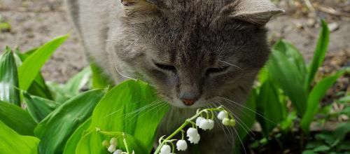 Attention à vos animaux avec le muguet du 1er mai
