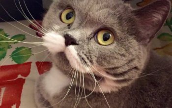 Citronnelle aux longues et blanches moustaches