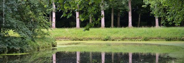 Rambouillet : Des cygnes et des reflets