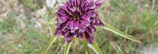 Tragopogon porrifolius  -  salsifis de Provence