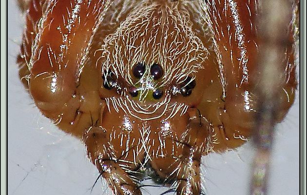 Brrrrrrrr, la tête et les jambes ... Araignée Épeire Diadème en très gros plan - Lartigau - Milhas - 31