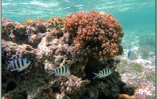 Un petit tour sous l'eau à Anse Source d'Argent : Sergents-majors à queue en ciseaux - La Digue - Seychelles