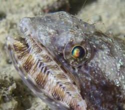 Sous l'eau à Hienghène en plongée de nuit