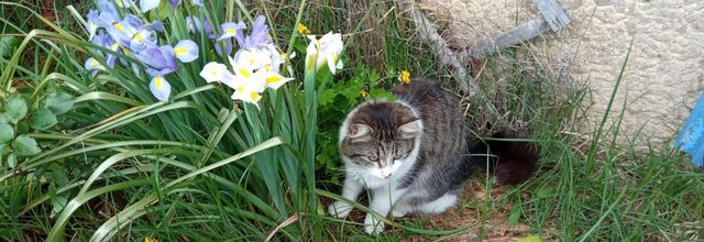 fleurs de jardin et +++