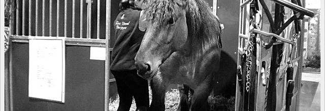 Salon de l'Agriculture 2011 : Les chevaux