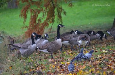 Lac Daumesnil : Couleurs d'Automne : Les Bernaches du Canada
