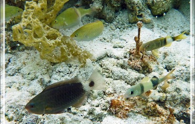 Juvéniles de : Perroquets indéterminés, Perroquet brûlé, Poisson-chèvre à deux selles, Rouget à trois bandes, et Microbialithe Hydrocoleum sp, Jardin de Corail, Motu Tautau, Taha'a, Polynésie