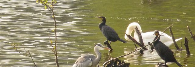 Le long de l'Erdre