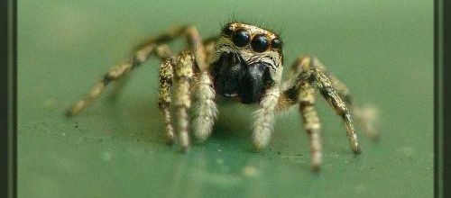 L'araignée sauteuse