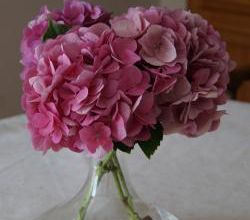 la maison aux hortensias