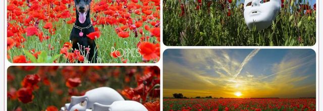 Pipacsok-Poppies