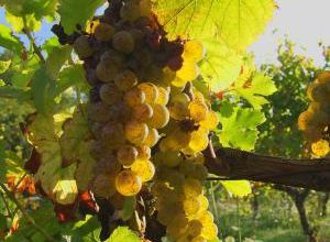 Les vendanges