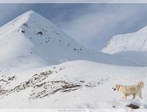 Le Grand Paradis blanc