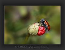 Clytra laeviuscula...