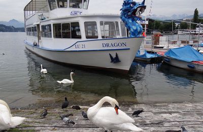 EB - Dragon bleu à Lucerne...
