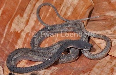 Xenodermus javanicus