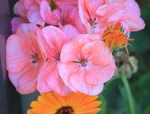 Photos à thèmes N°3  "Les Fleurs"