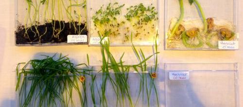 La germination des graines