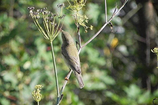 L'oiseau du jardin