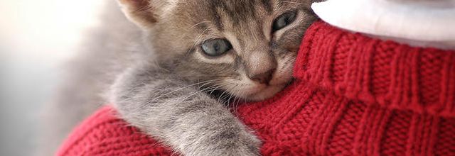 La mission du chat