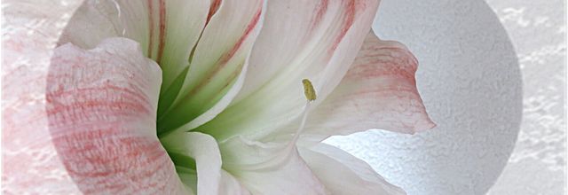  Mes Amaryllis cette hiver 2025