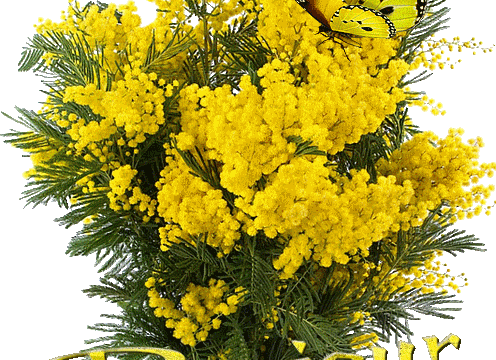 Le mimosa le long des sentiers et des jardins de la Turballe