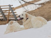 Histoire de neige #1