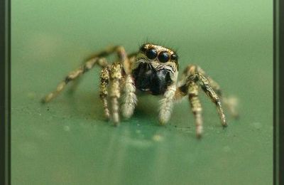 L'araignée sauteuse