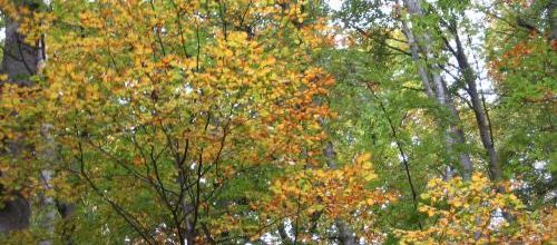 Couleurs d'automne